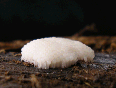 Симпатичные микро-грибочки