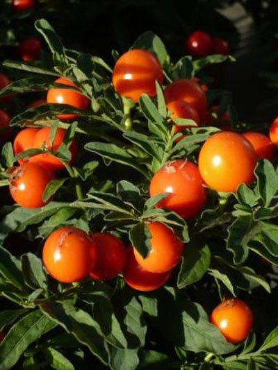 Solanum capsicastum