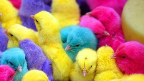 Цветные цыплята