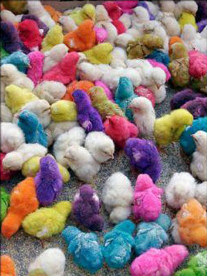 Цветные цыплята