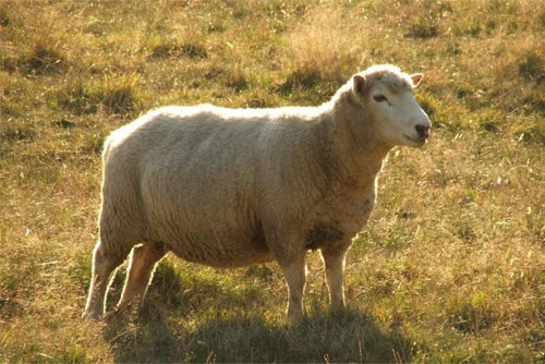 Суягная овца