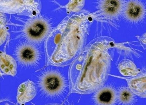 Планктон. Блуждающие витамины