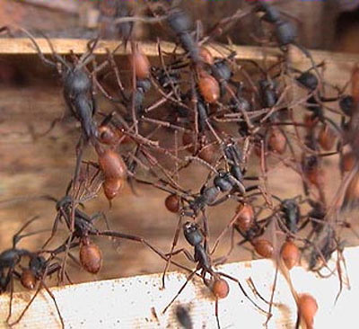 Армейские муравьи-солдаты