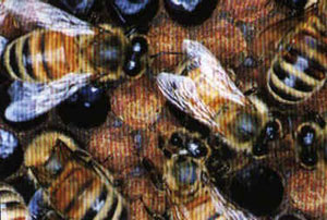 Африканизированная медовая пчела