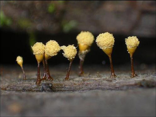 Микро-грибы