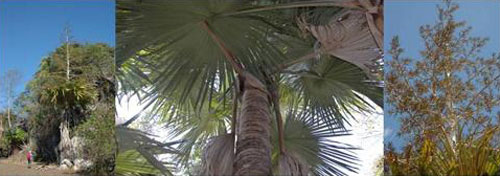 Пальма tahina spectablilis