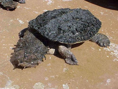 Черепаха Matamata