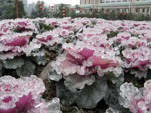 Ледяные растения