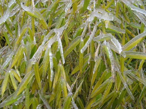 Ледяные растения
