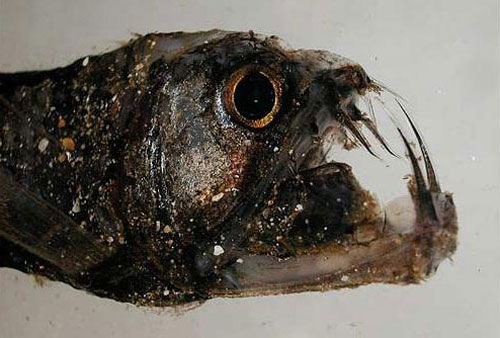 viperfish гадюка