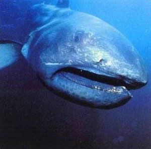 meqamouth shark