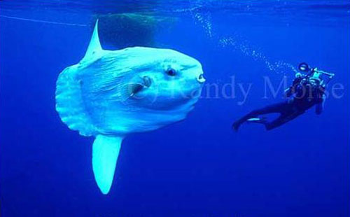 ocean sunfish - рыба луна, в длину она вырастает 3-5 м, а весит 1410 кг