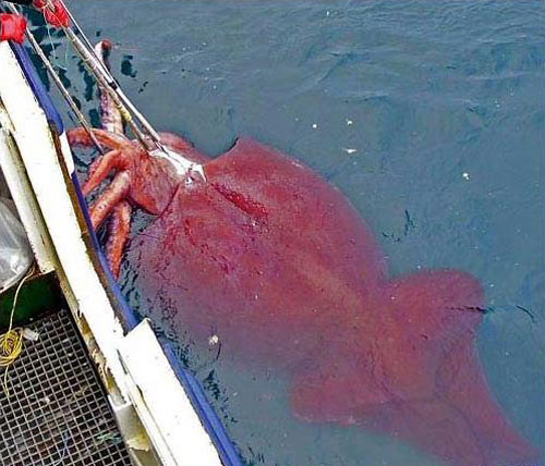 colossal squid гигантский кальмар Ктулху фхтагн