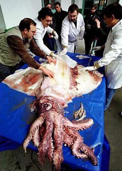 Кальмар dana octopus