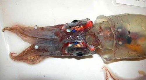 firefly squid - Светлячок единственный из головоногих с цветным зрением