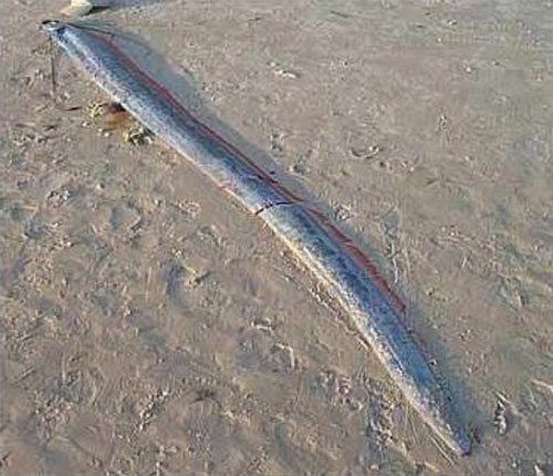 Рыба весло (oarfish) вырастает длинной 11 м