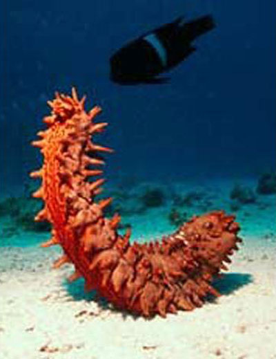 sea cucumber - Огурец, он дышит через жопу