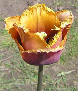 Скиппер тюльпан