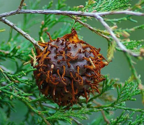 Жуткие растения - гриб кедрово-яблочный гниющий