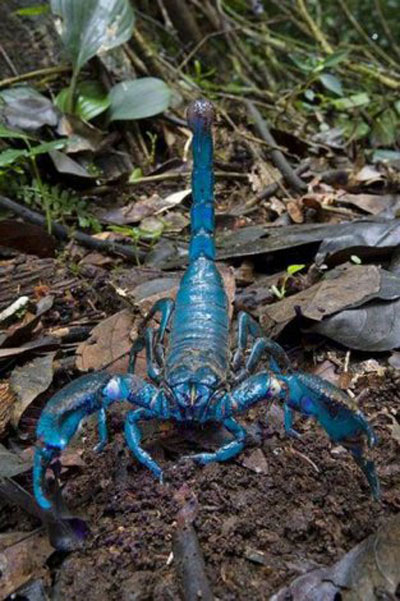 Самые необычные животные планеты - Императорский скорпион