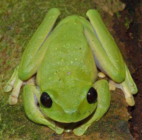 Самые необычные животные планеты - Большеглазая древесная лягушка