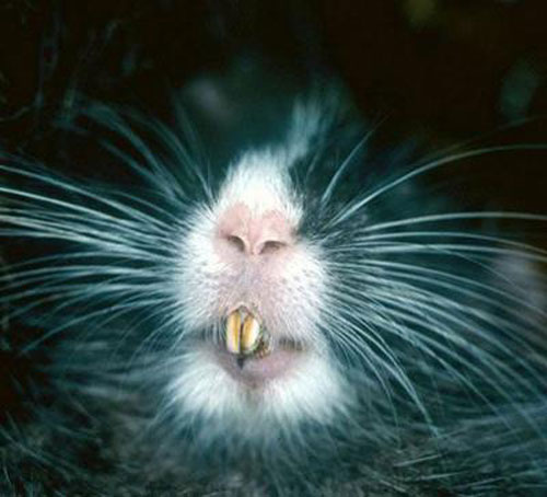 Самые необычные животные планеты - Шиншиллоподобная древесная крыса