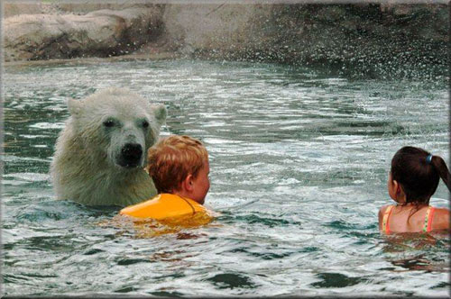 Плавать с белым медведем