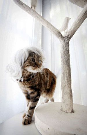 Кошка в парике