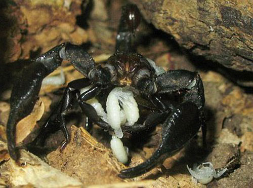 Новорожденные скорпионы