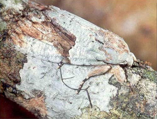 Камуфляж насекомых Lichen Moth
