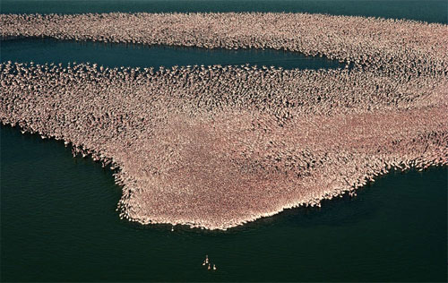 Колонии птиц фламинго