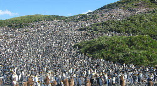 Колонии птиц пингвины