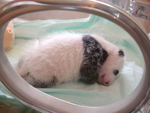 Развитие малыша панды