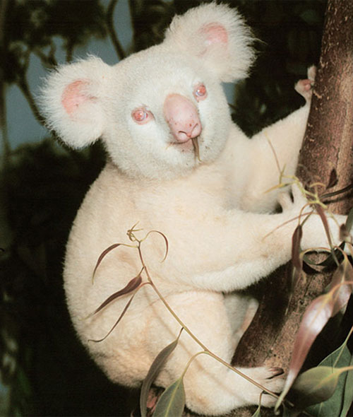 Альбинос коала
