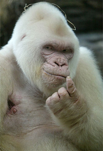 Альбинос горилла