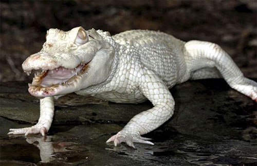 Альбинос крокодил