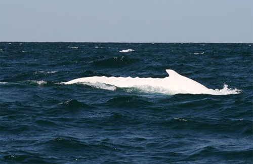 Альбинос кит