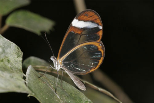 Стеклянная бабочка (Glasswing)