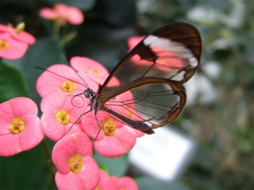 Стеклянная бабочка (Glasswing)