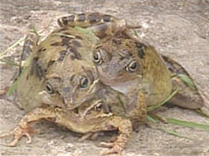 Странные животные - Трехголовая лягушка