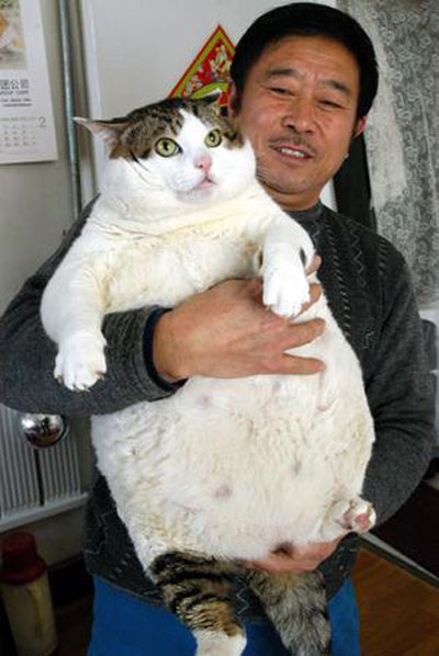 Супер толстый кот 