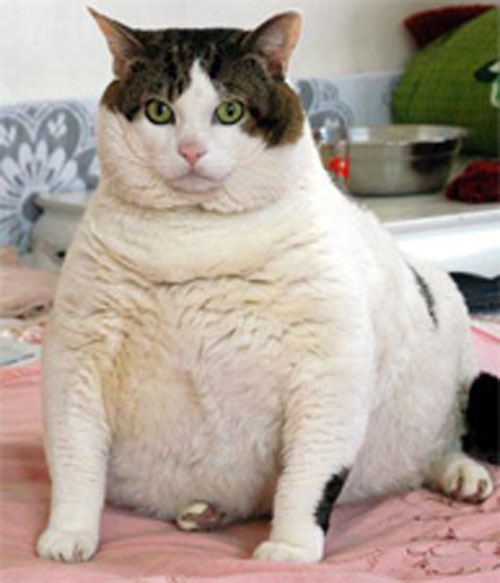 Супер толстый кот 