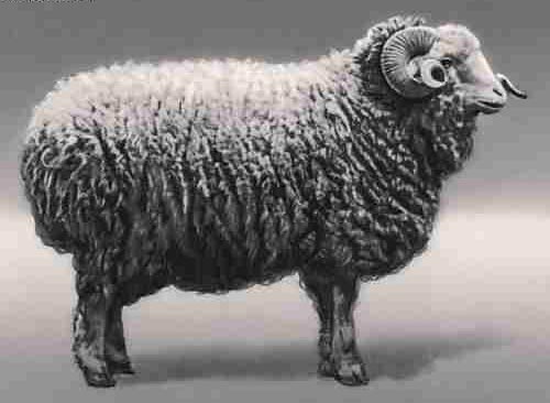 Тушинская порода овец