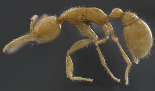 Марсианские муравьи