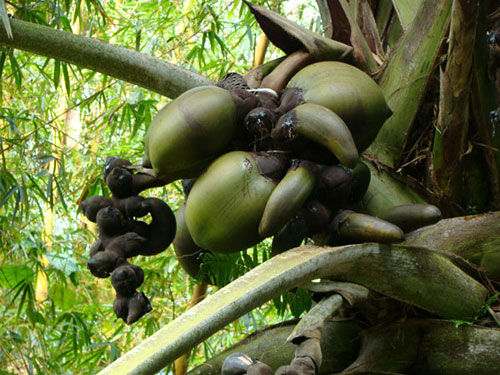 Сейшельская пальма