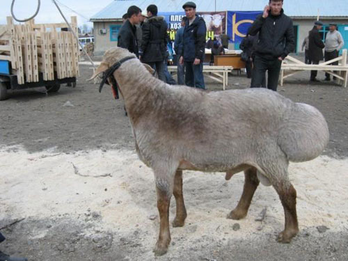 Киргизская курдючная овца