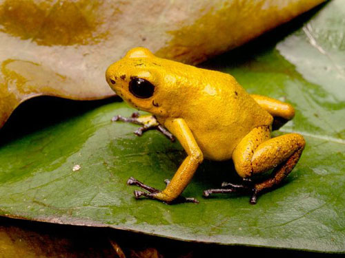 Золотая лягушка Панамы
