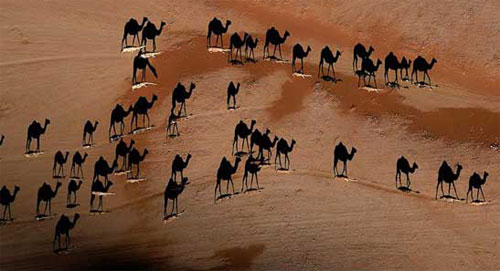 Бешенные верблюды