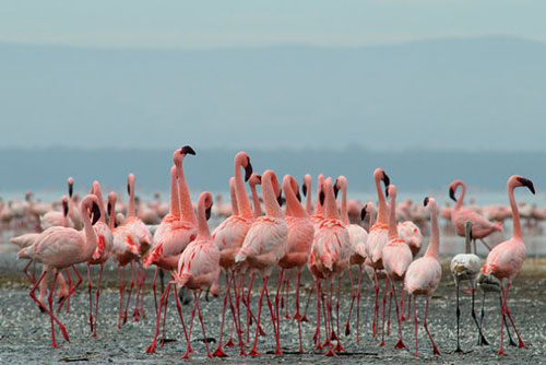 Тысячи фламинго
