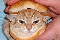 Бутерброд с котом
